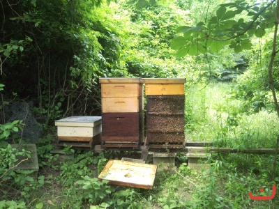 Die Honigbienen sind da_1