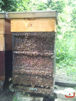 Die Honigbienen sind da_2